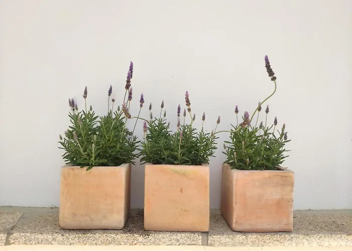 Сasa de vacaciones Casa Dos Vinhais Douro Valley Coleja